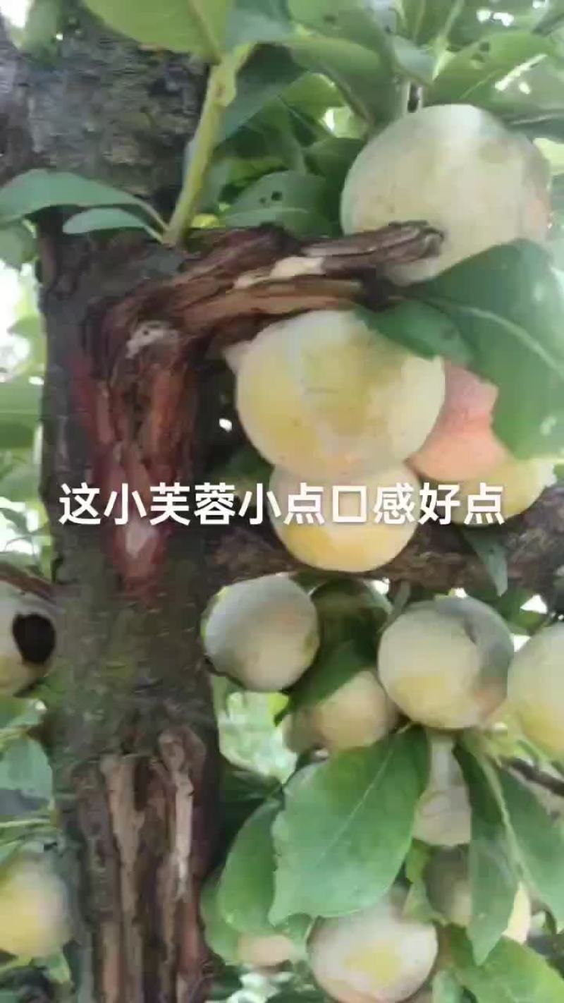40起步小芙蓉个均，果面好，价便宜，数量有限了