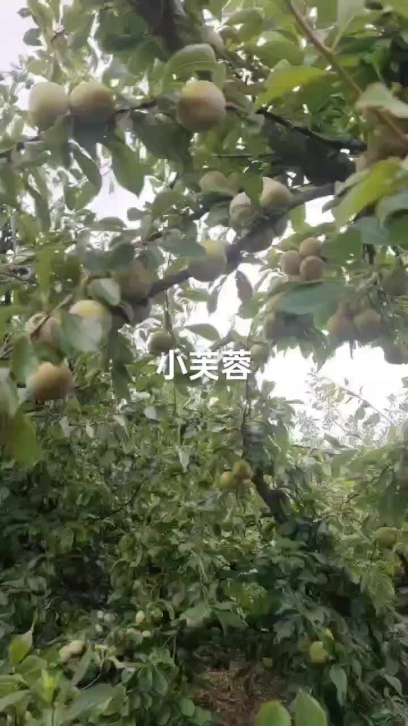 40起步小芙蓉个均，果面好，价便宜，数量有限了