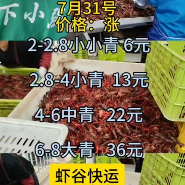 7月31号小龙虾行情出来了