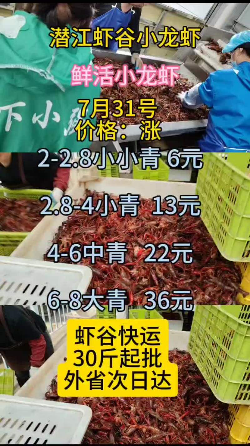 7月31号小龙虾行情出来了