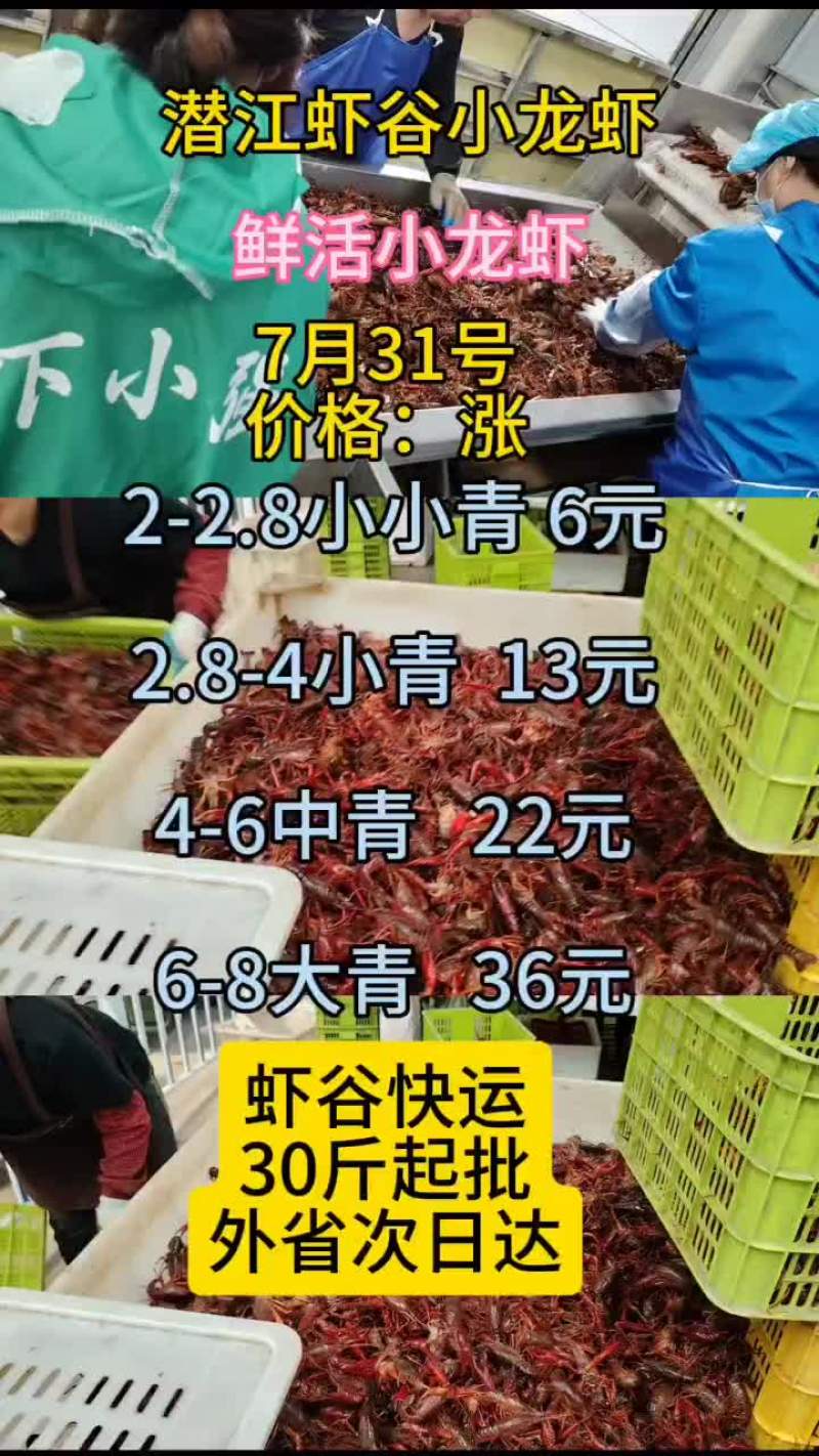 7月31号小龙虾行情出来了