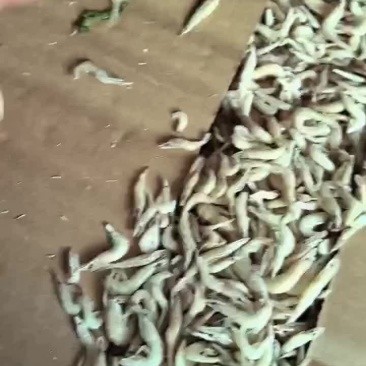 单冻小虾正在加工欢迎下单