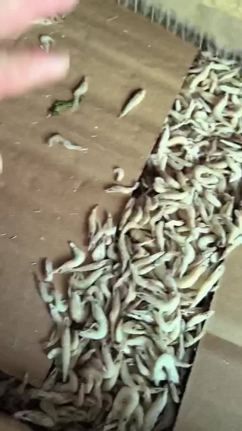 单冻小虾正在加工欢迎下单