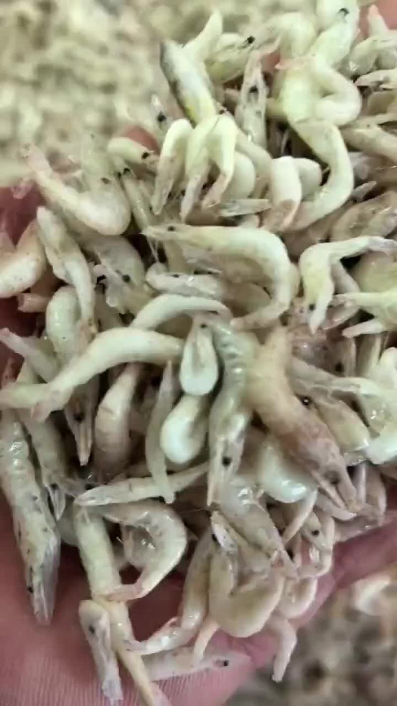 单冻小虾正在加工欢迎下单