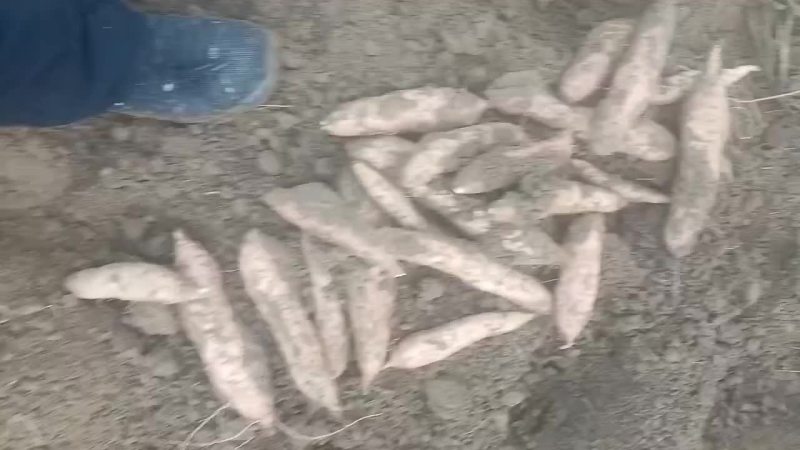 白哈蜜红薯，烟薯25，济薯26，龙九，西瓜红薯大量上市中
