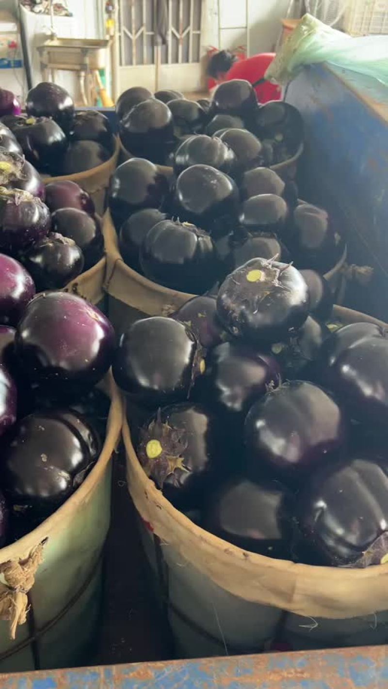 大量紫光圆茄现货，质量优良