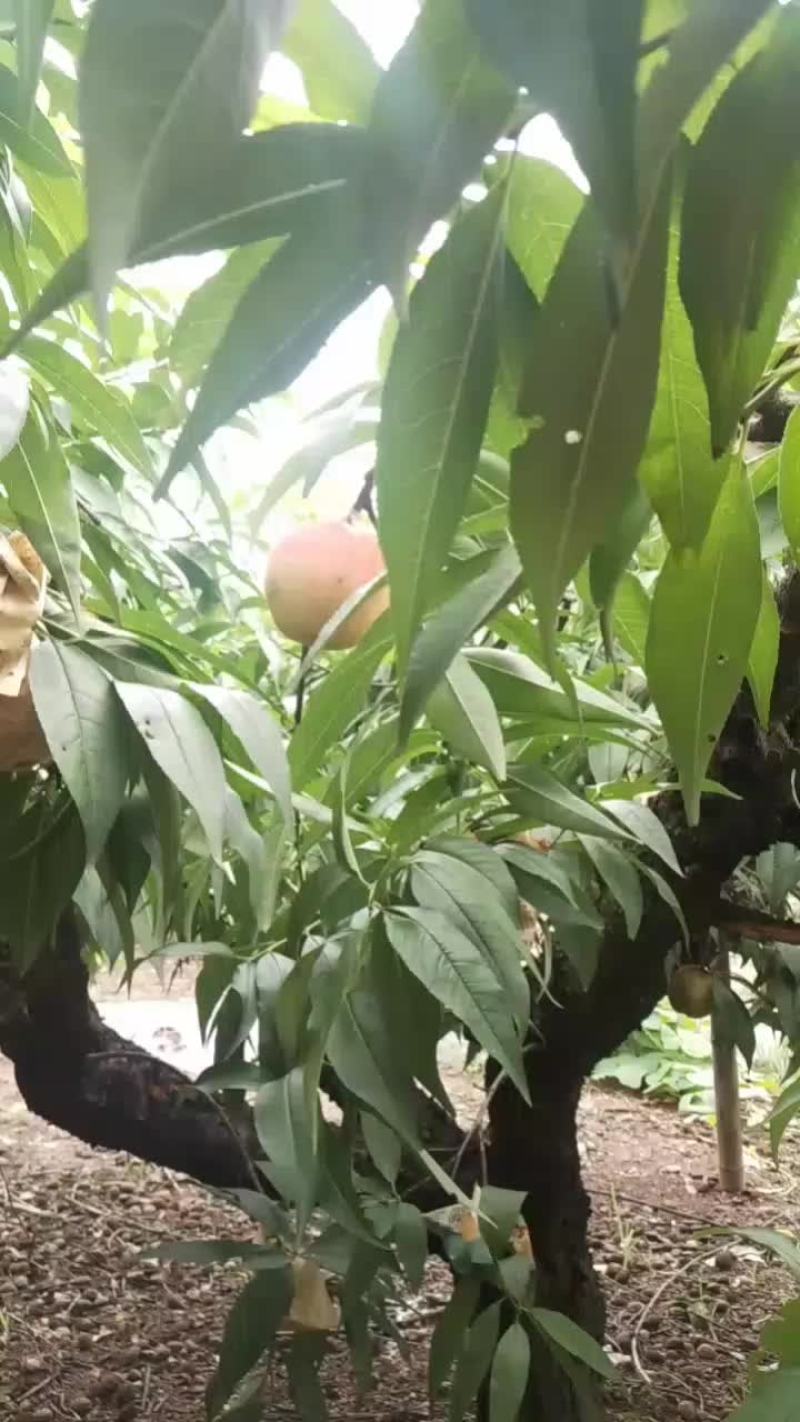 奉化特产老品种水蜜桃