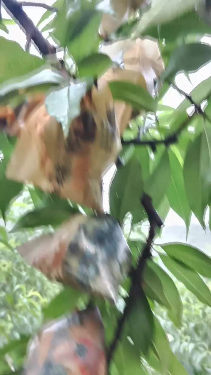 奉化特产老品种水蜜桃
