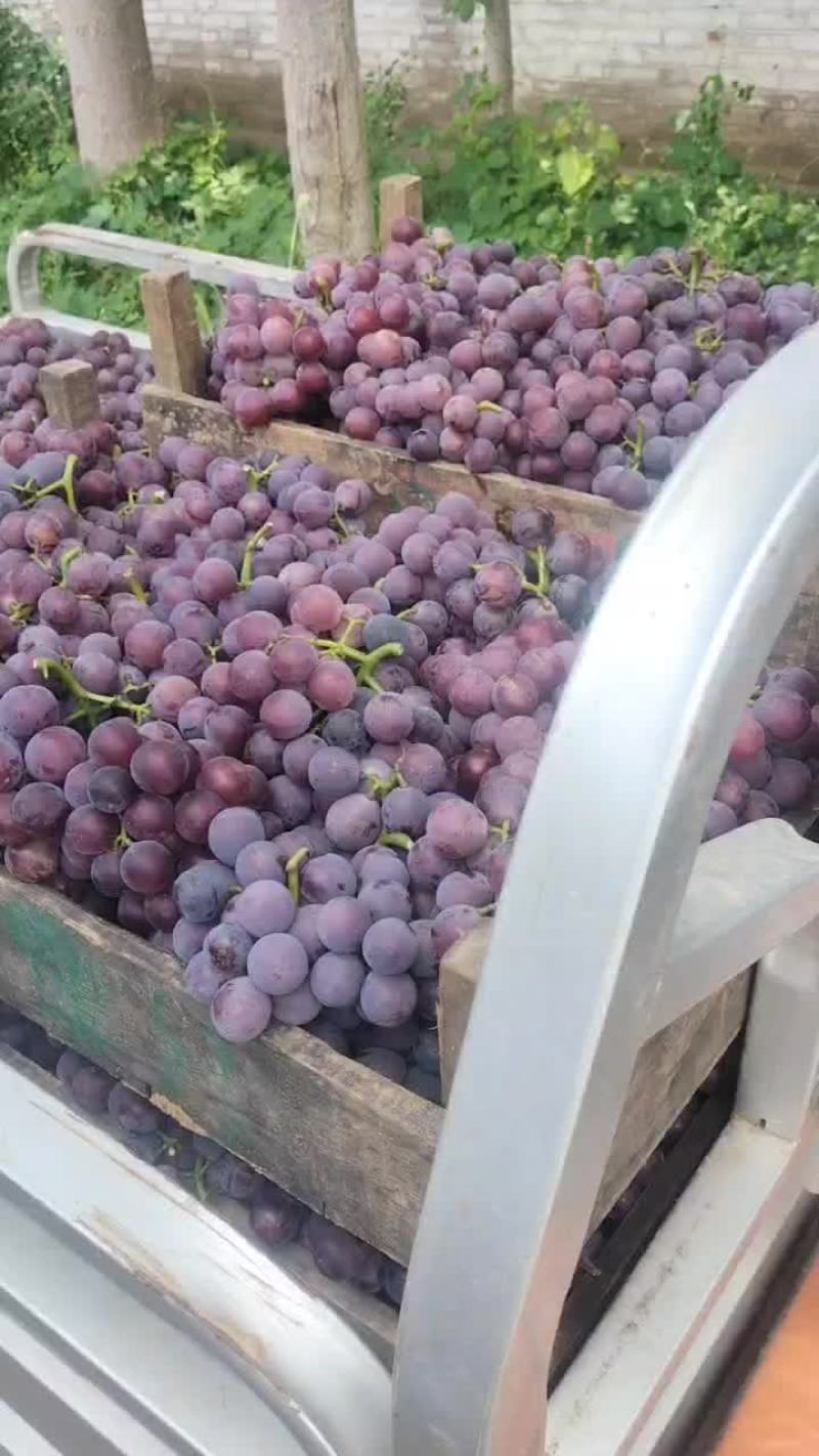 巨峰葡萄