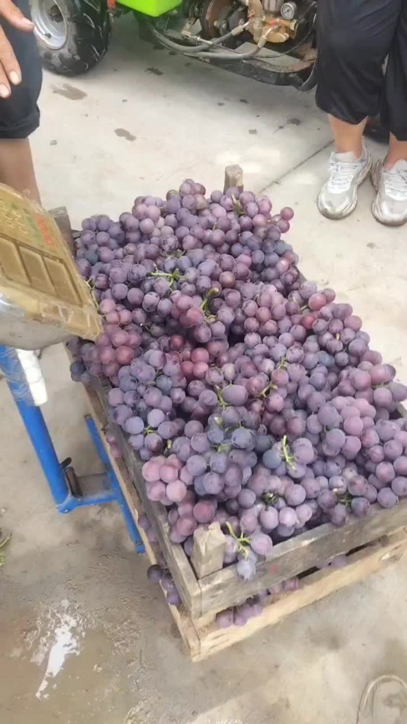 巨峰葡萄