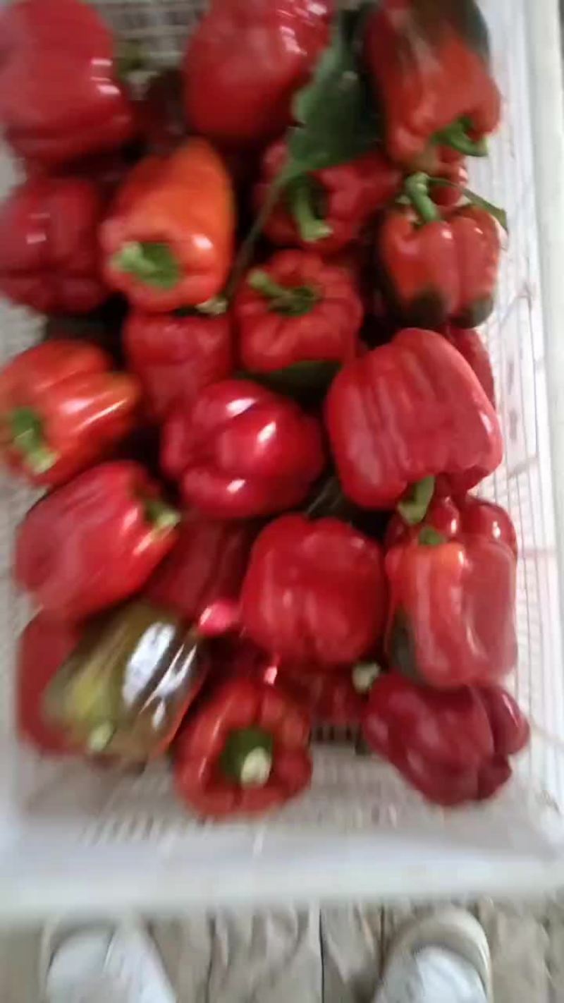 精品彩椒，手选，出口