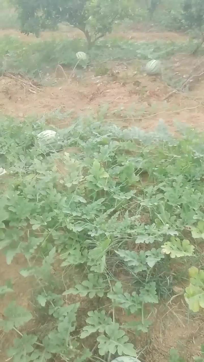 山地麒麟瓜