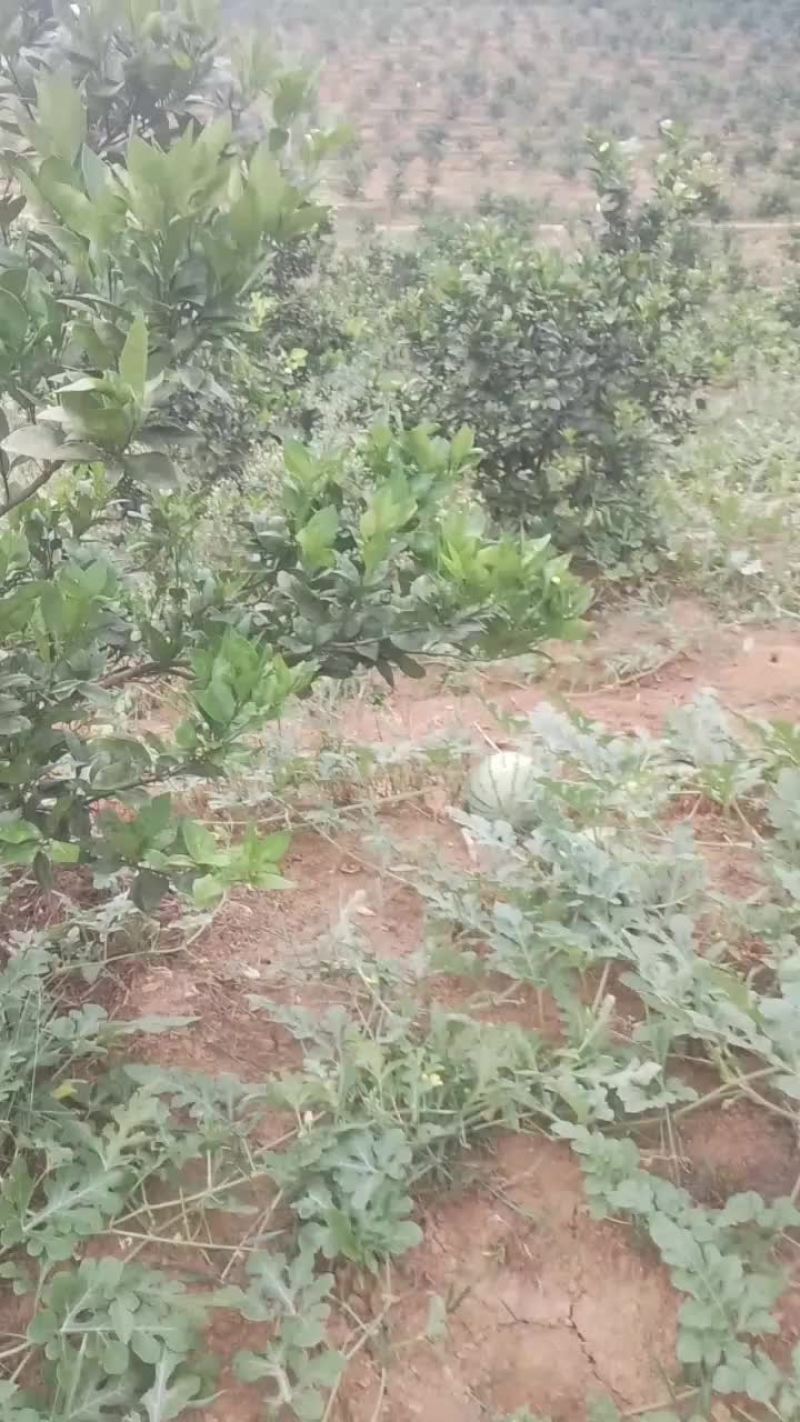 山地麒麟瓜