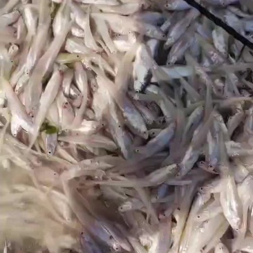 毛刀鱼