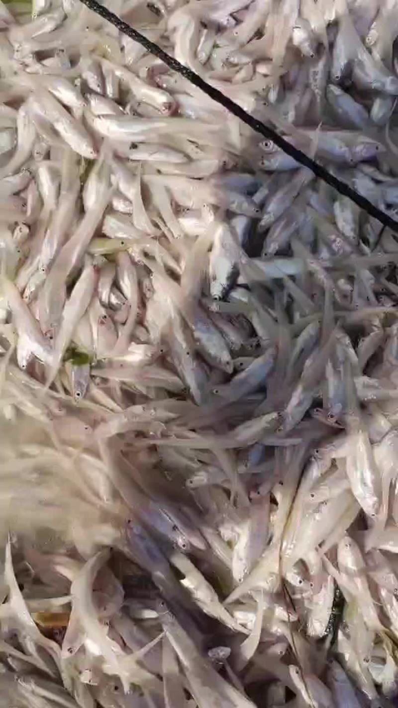 毛刀鱼