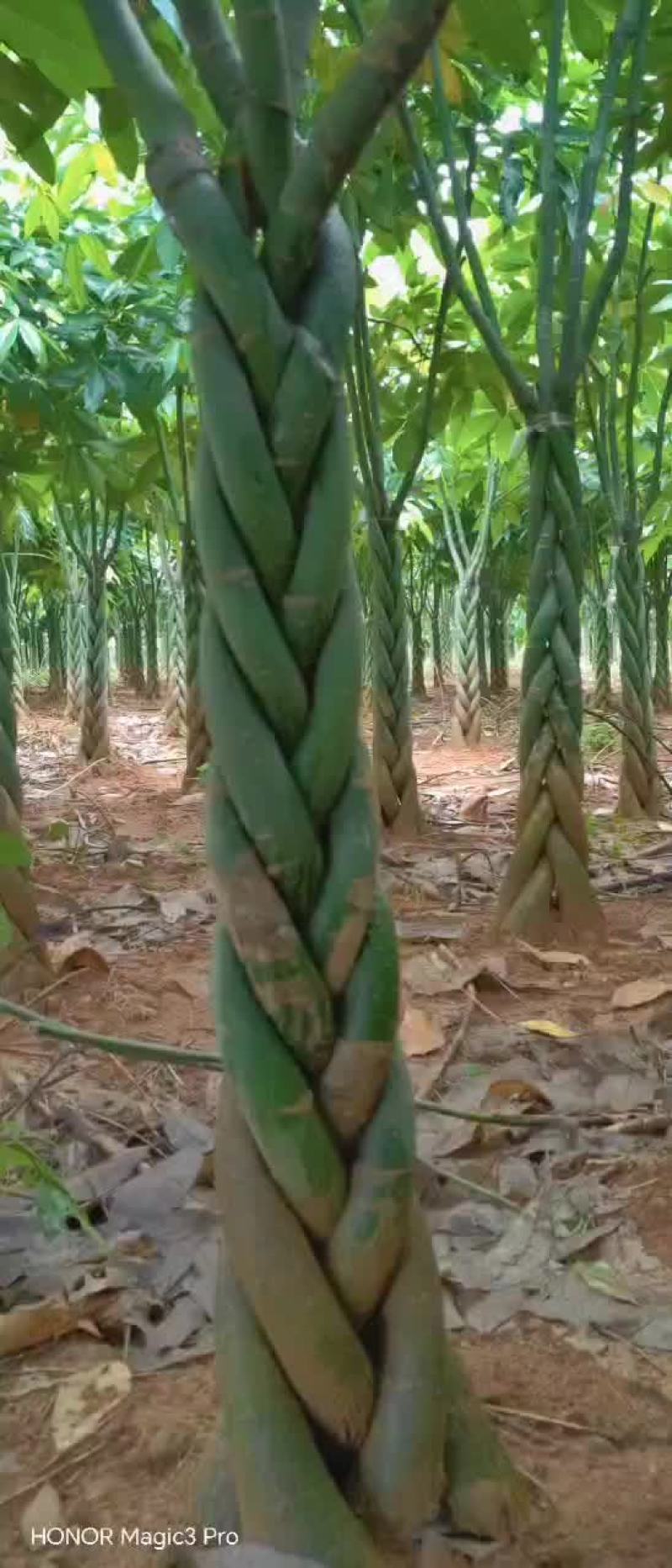 五边发财树