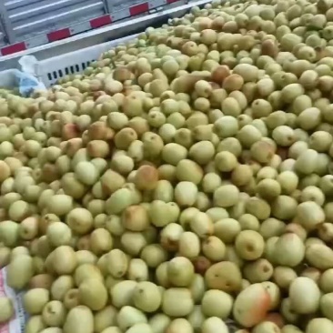 米枣挑摘万亩基地