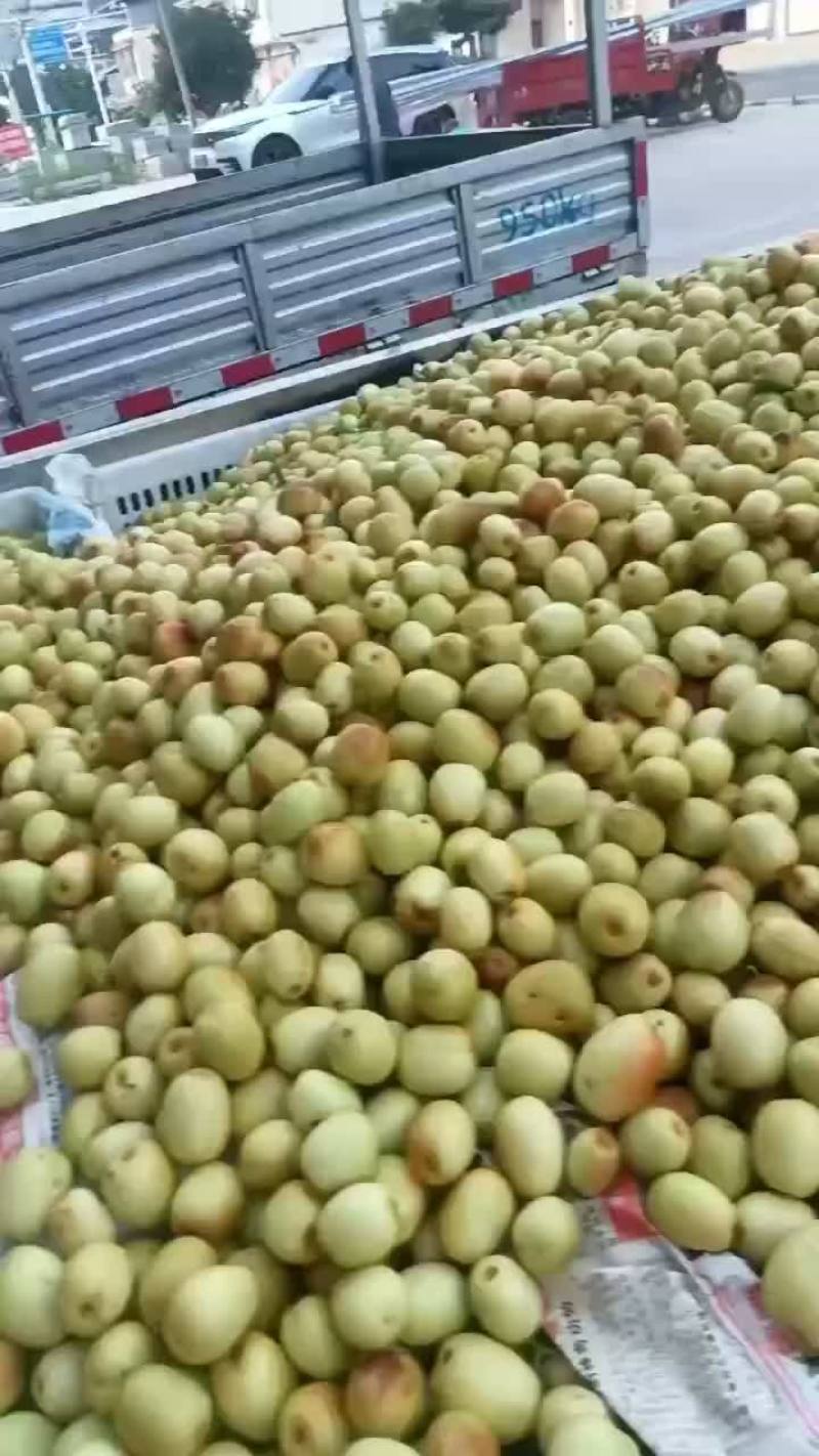 米枣挑摘万亩基地