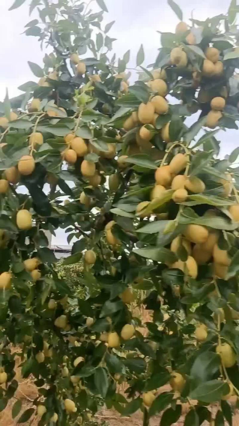 米枣挑摘万亩基地
