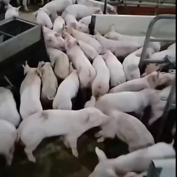 精品美系外三元仔猪