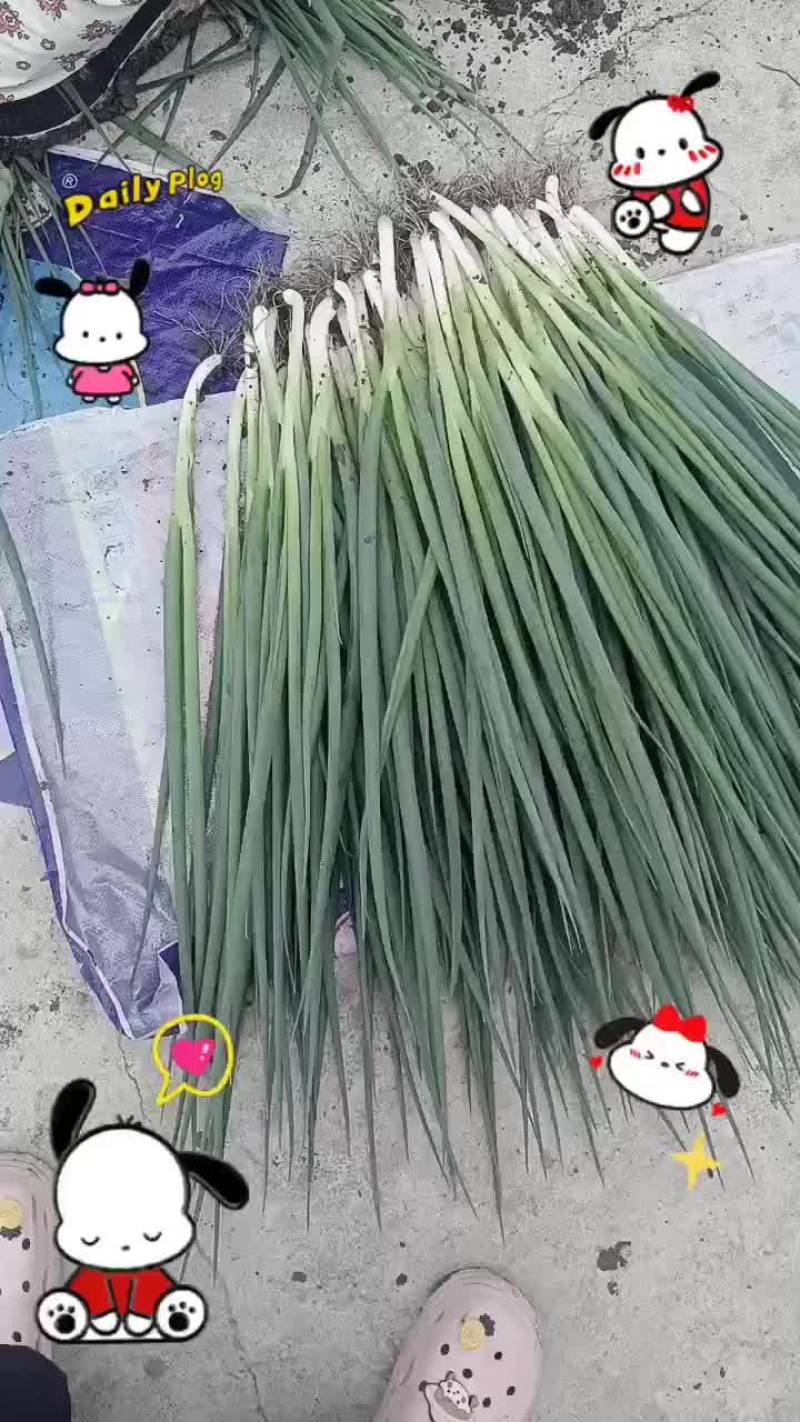 香葱