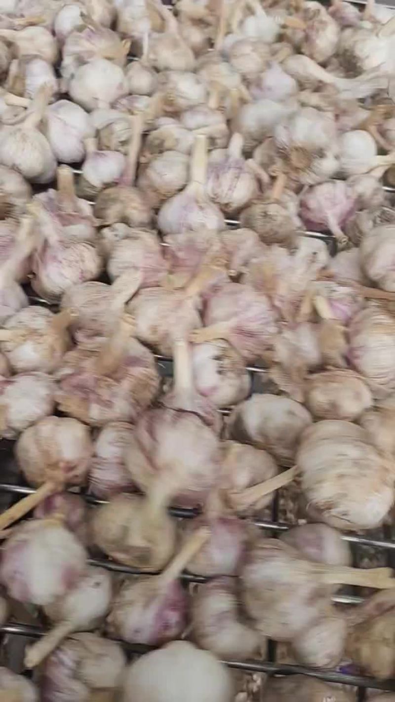 纯於土地大蒜
