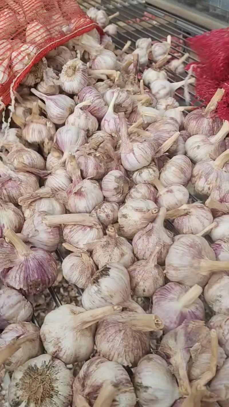 纯於土地大蒜
