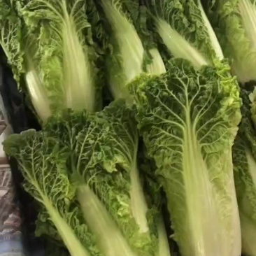 毛白菜