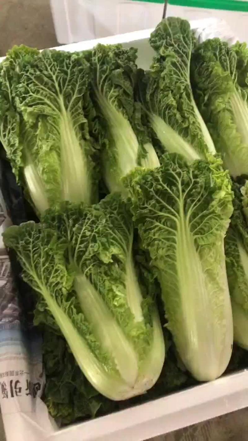 毛白菜