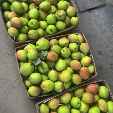 阿克苏早熟梨🍐