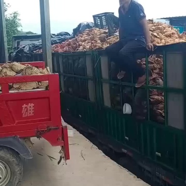 摸摸果