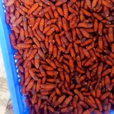 核桃蛹，新鲜核桃蛹，大蛹，茧蛹