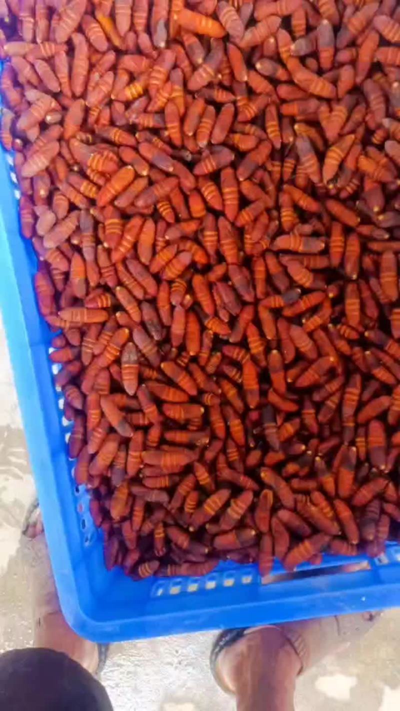核桃蛹，新鲜核桃蛹，大蛹，茧蛹