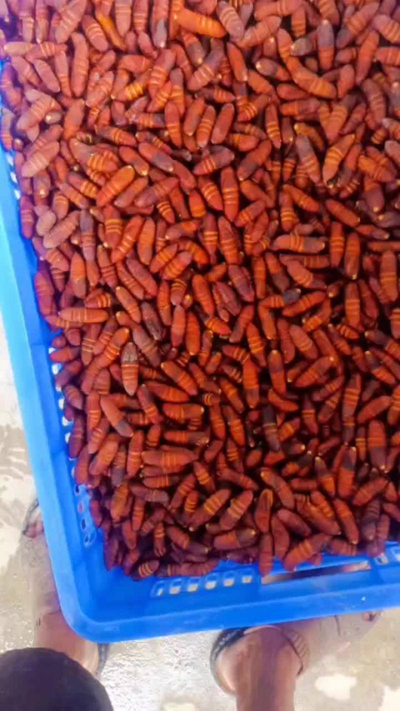 核桃蛹，新鲜核桃蛹，大蛹，茧蛹