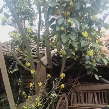 雪花梨