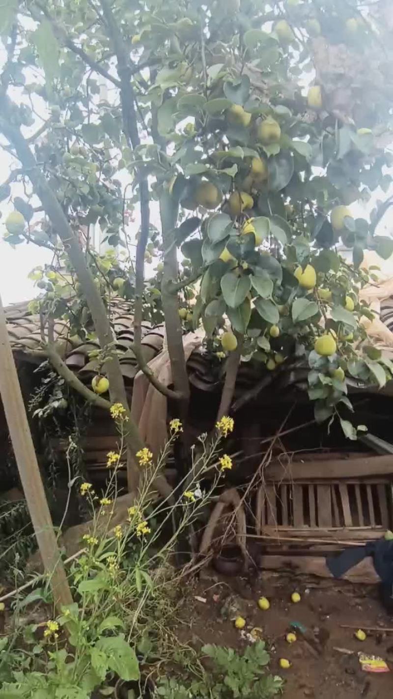 雪花梨