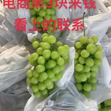 阳光玫瑰葡萄