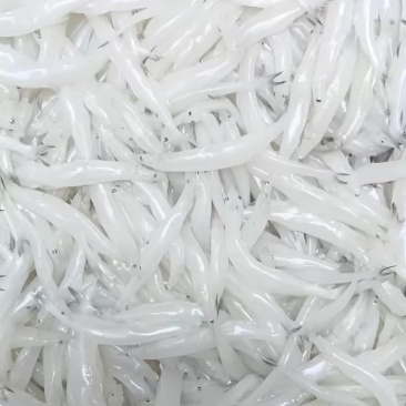 10-12一公斤110条左右。