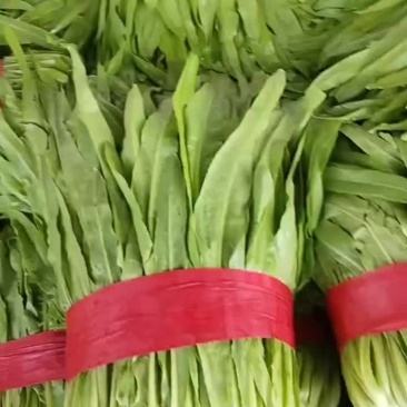 精品油麦菜