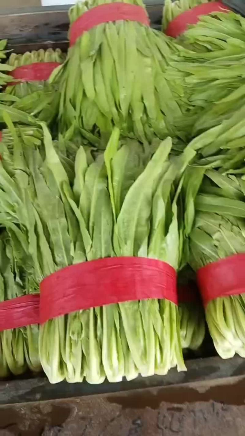 精品油麦菜