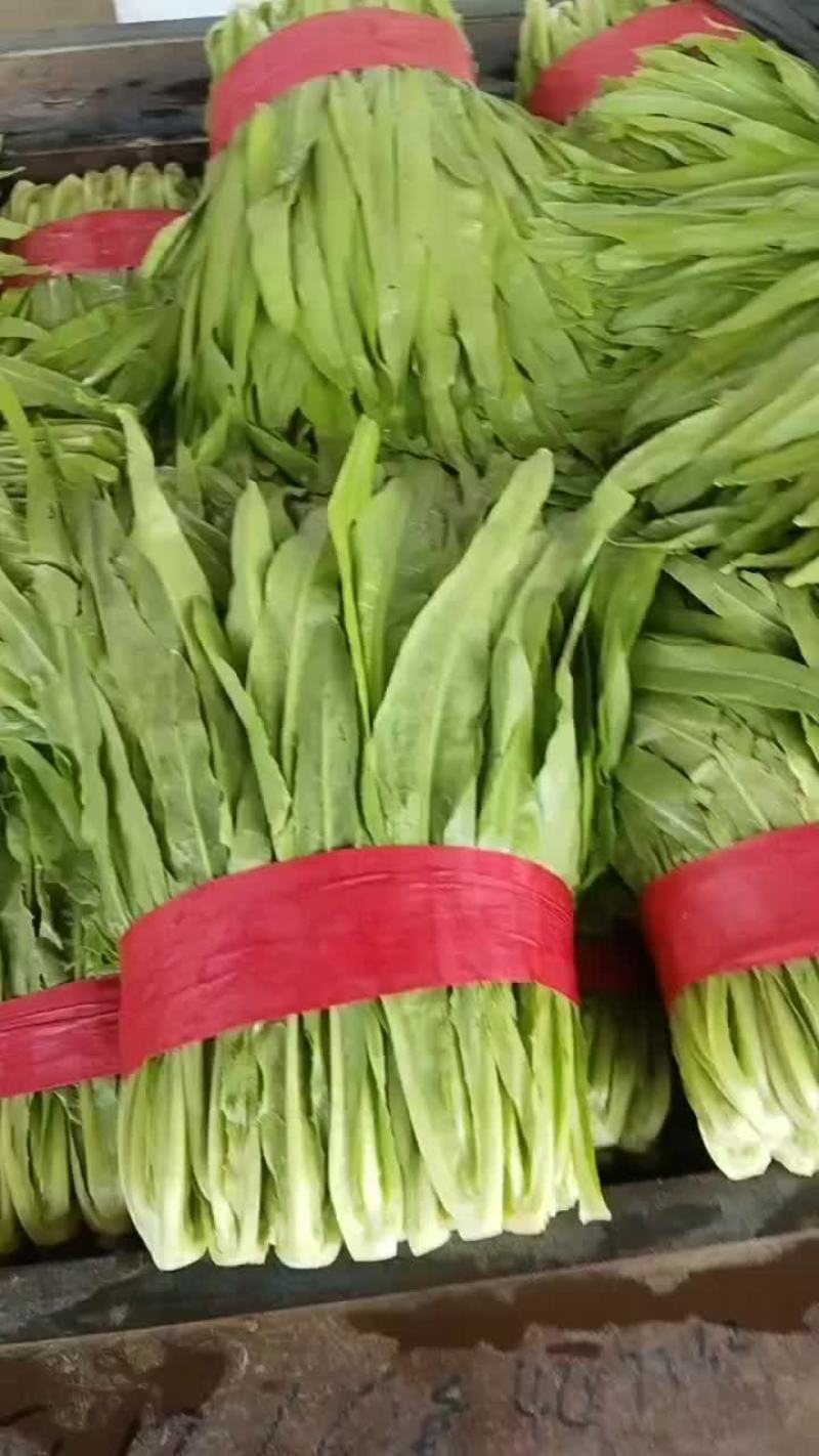 精品油麦菜