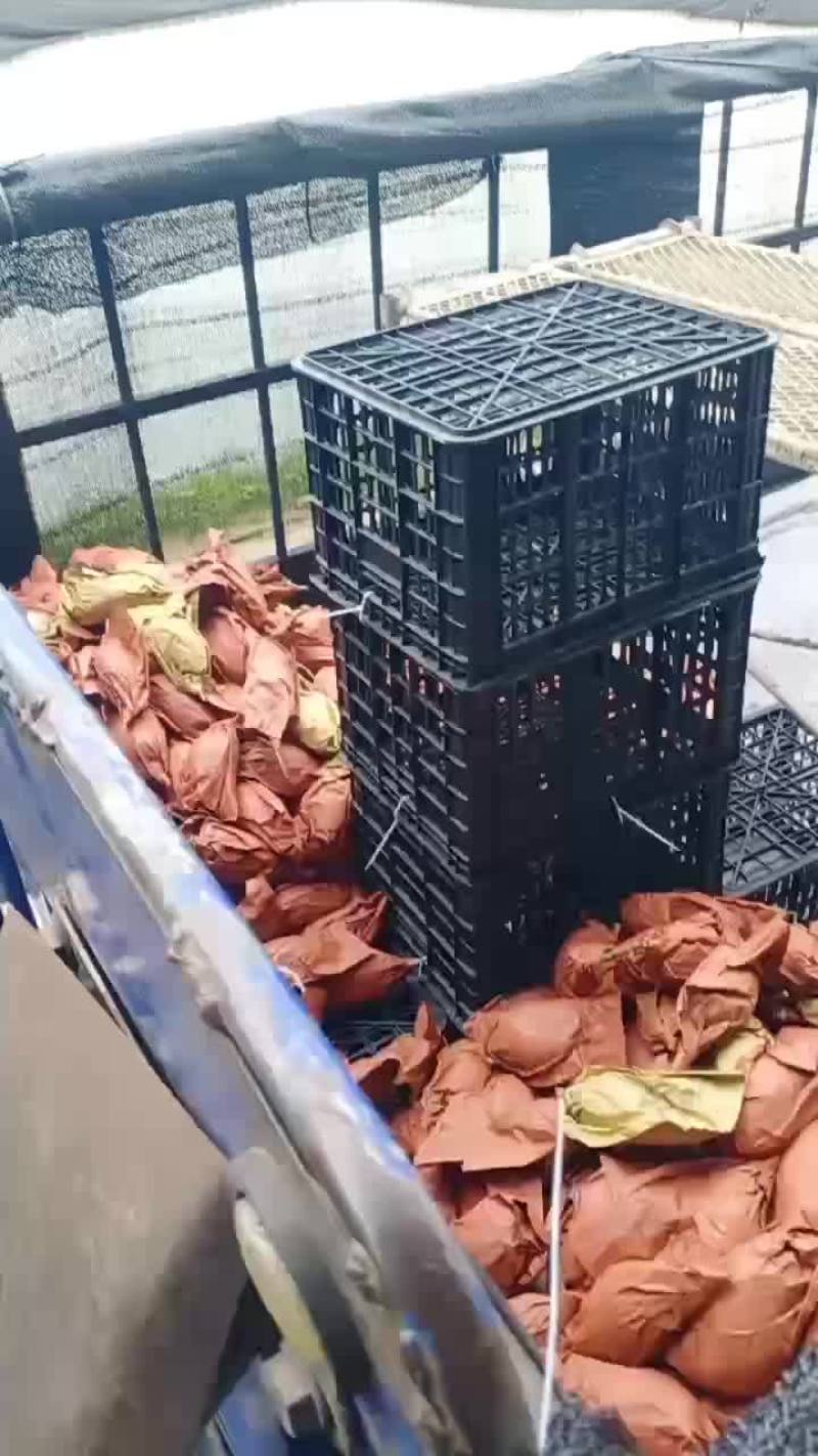 摸摸果