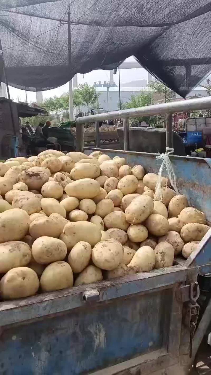 甘肃临洮土豆大沃土5号226，228，希森6号货源充足