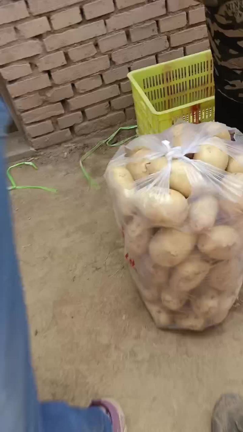 甘肃临洮土豆大沃土5号226，228，希森6号货源充足