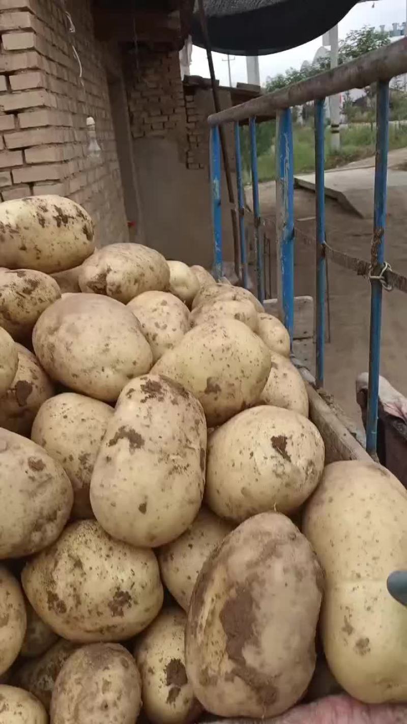 甘肃临洮土豆大沃土5号226，228，希森6号货源充足