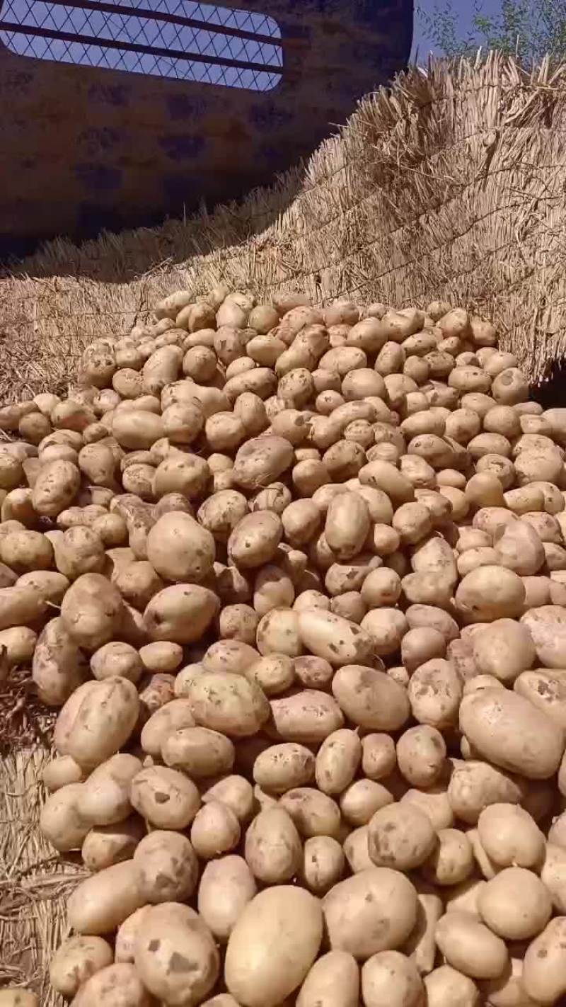 甘肃临洮土豆大沃土5号226，228，希森6号货源充足