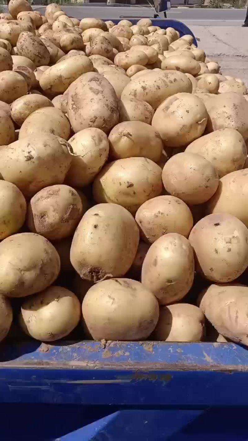 甘肃临洮土豆大沃土5号226，228，希森6号货源充足
