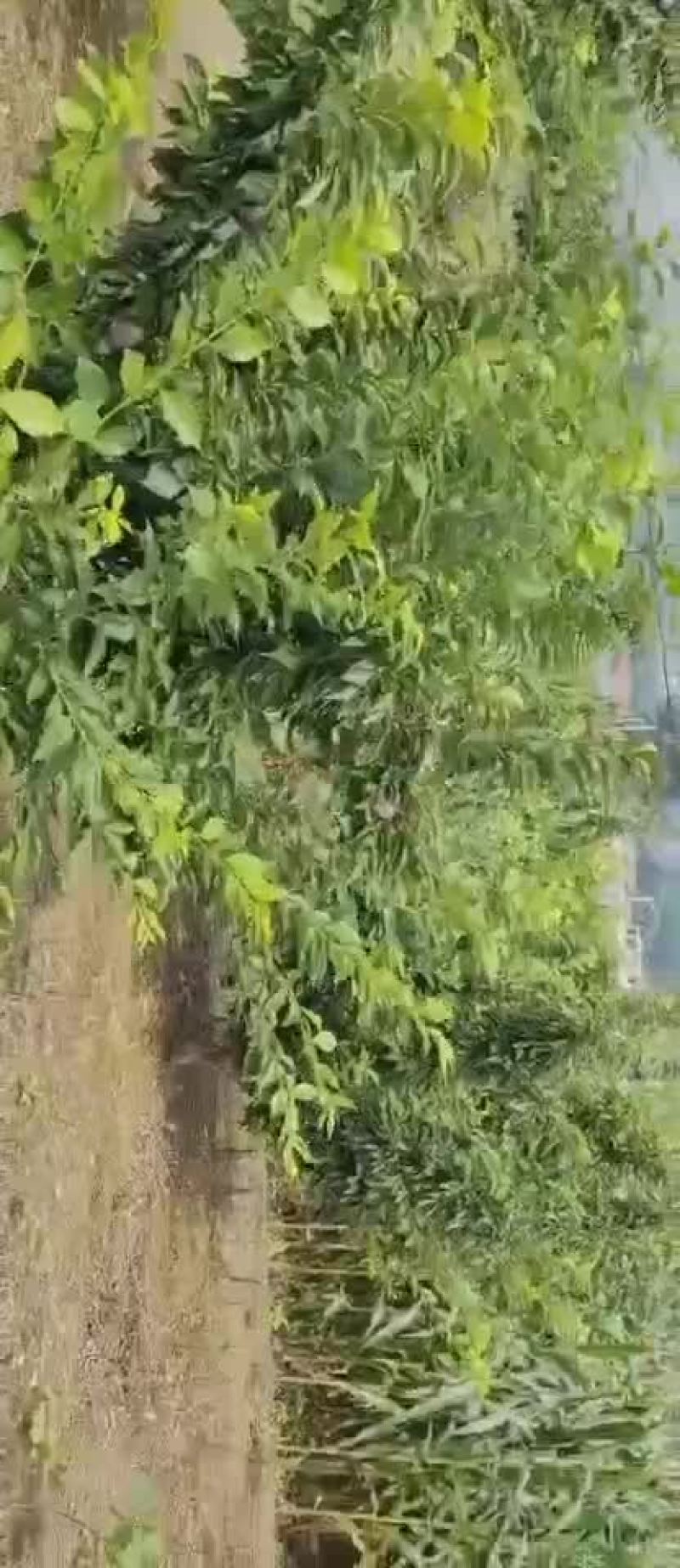 大红袍吉盛李子大量出货中