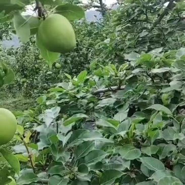 静宁早酥梨