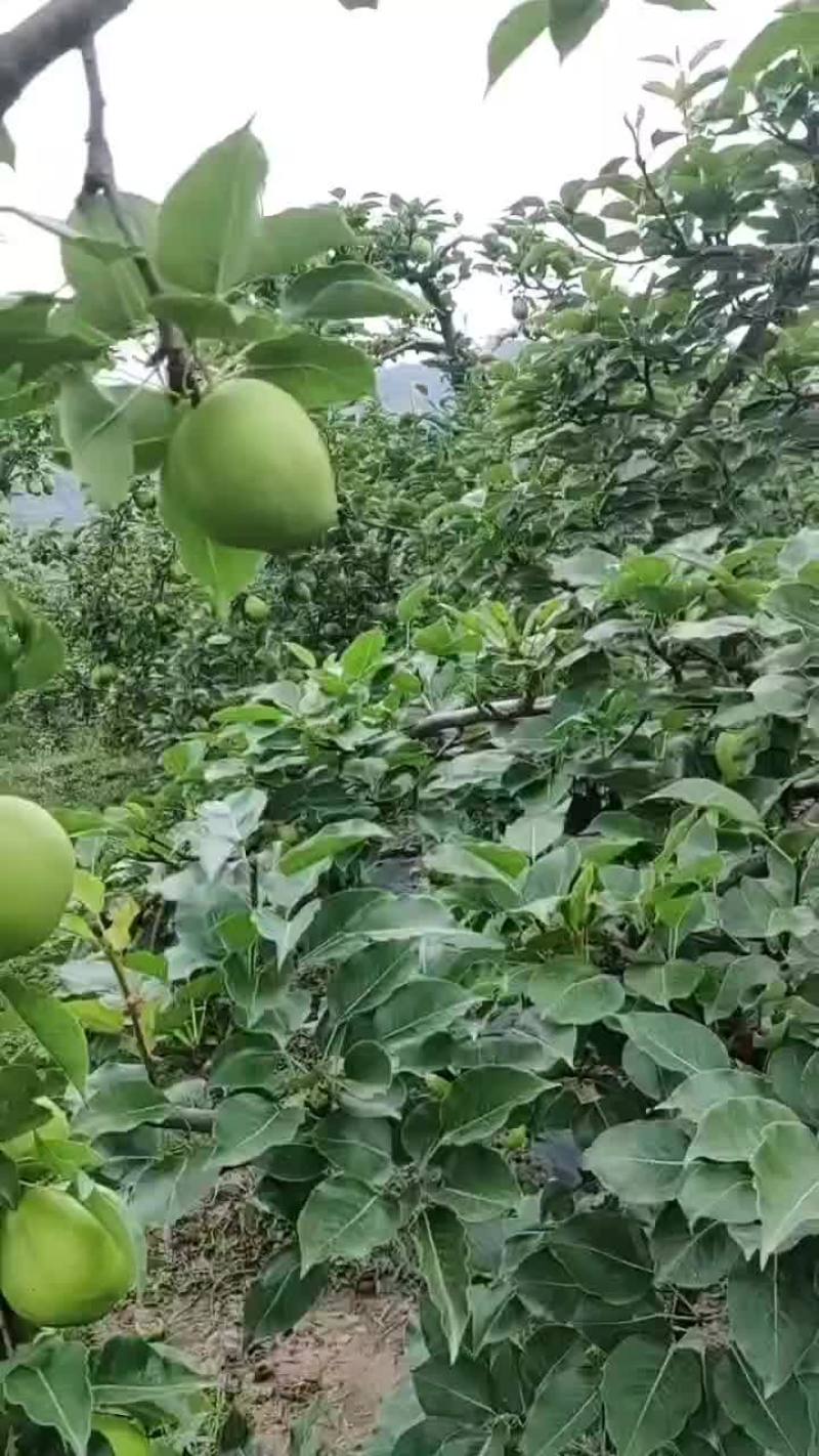 静宁早酥梨